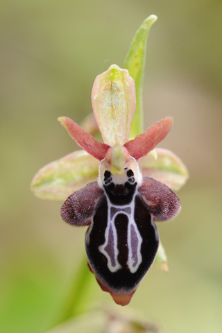 Ophrys cretica subsp. ariadnae