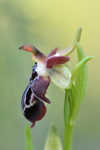 Ophrys cretica subsp. ariadnae