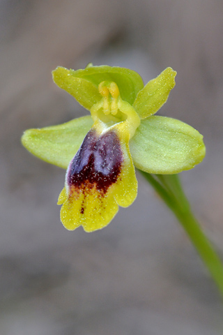 Ophrys delforgei x lutea