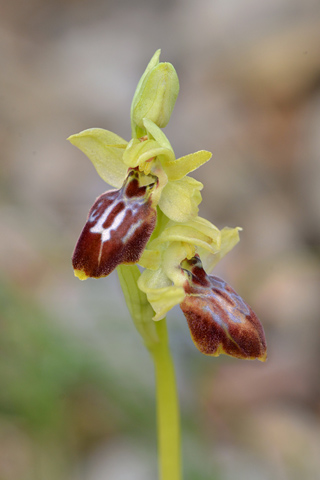 Ophrys delforgei x exaltata ssp. marzuola