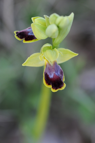 Ophrys delforgei