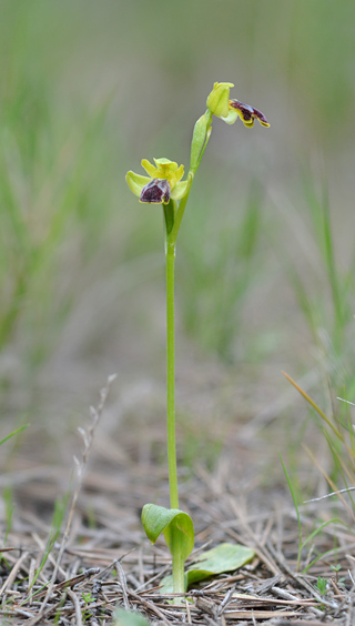 Ophrys delforgei