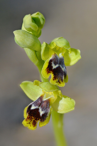 Ophrys delforgei