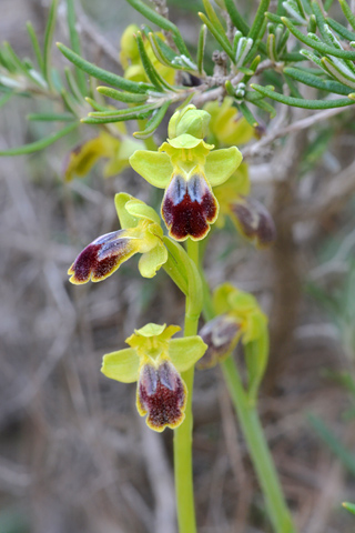 Ophrys delforgei