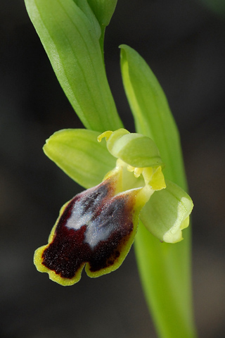 Ophrys delforgei