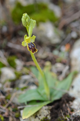 Ophrys delforgei