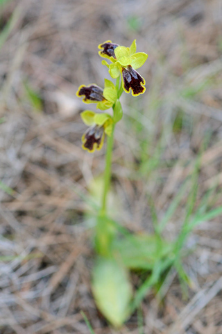 Ophrys delforgei