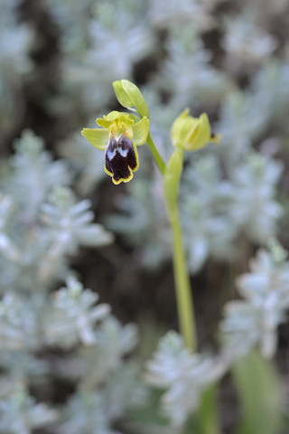 Ophrys delforgei