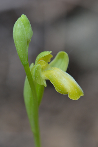 Ophrys delforgei