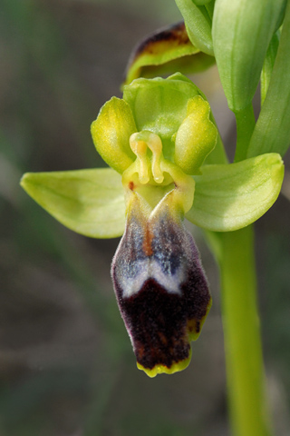 Ophrys delforgei