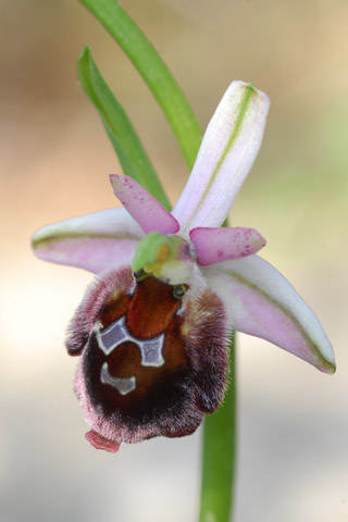 Ophrys argolica x delphinensis
