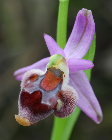 Ophrys delphinensis