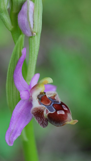 Ophrys delphinensis