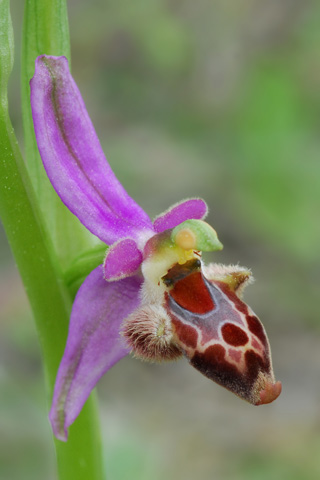 Ophrys delphinensis