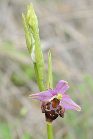 Ophrys delphinensis