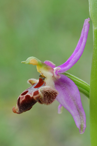 Ophrys delphinensis