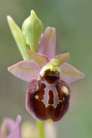 Ophrys dinarica x incubacea