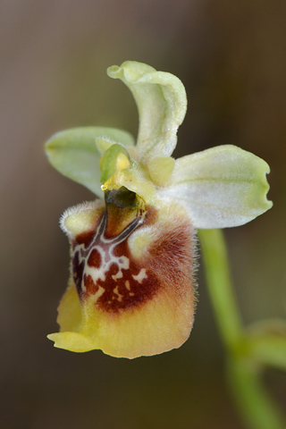 Ophrys dinarica x lacaitae