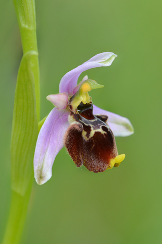 Ophrys dinarica x santonica