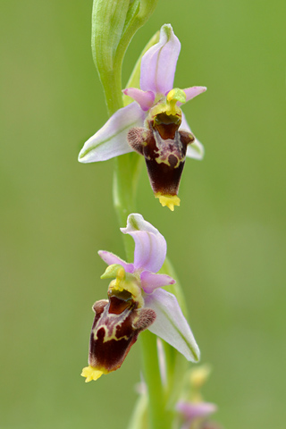 Ophrys dinarica x santonica