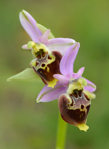 Ophrys dinarica