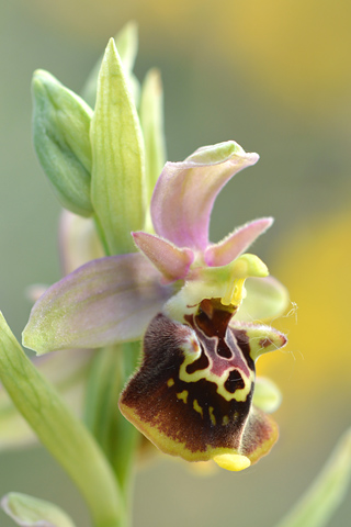 Ophrys dinarica