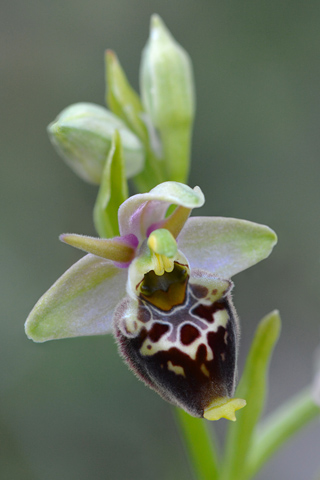 Ophrys dinarica