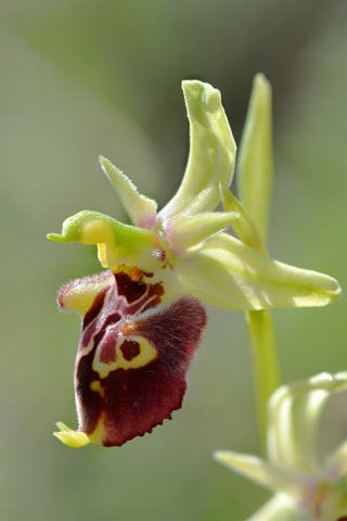 Ophrys dinarica