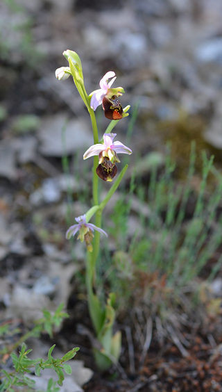 Ophrys dinarica