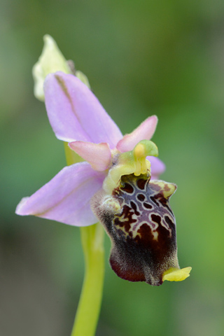 Ophrys dinarica