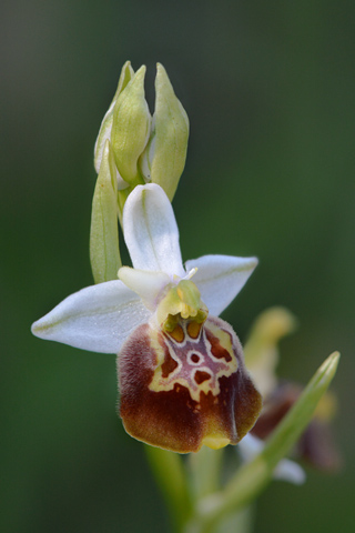 Ophrys dinarica