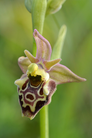 Ophrys dinarica