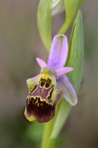 Ophrys dinarica