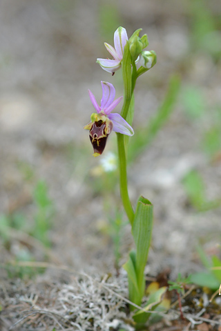 Ophrys dinarica