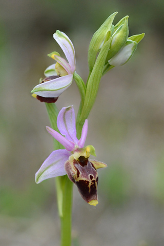 Ophrys dinarica