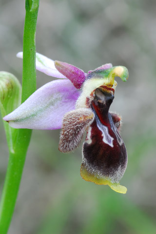 Ophrys dodekanensis x reinholdii