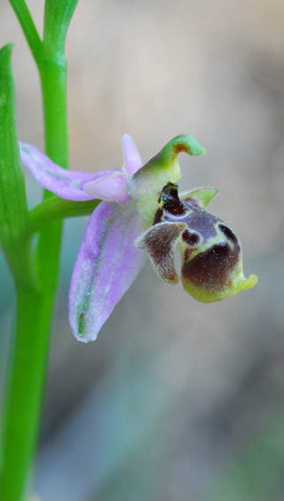 Ophrys dodekanensis