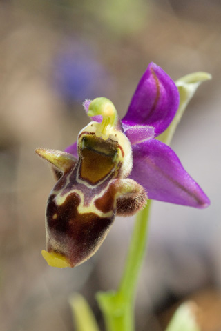 Ophrys dodekanensis