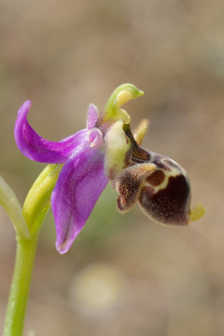 Ophrys dodekanensis