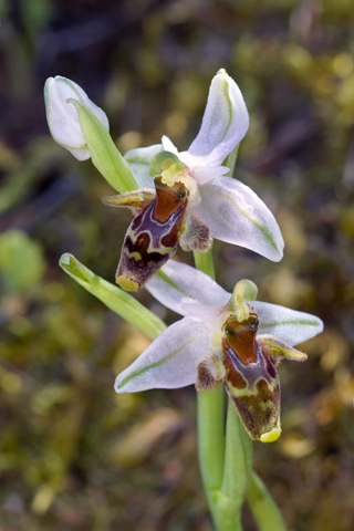 Ophrys dodekanensis