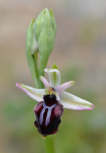 Ophrys doerfleri