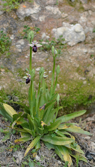 Ophrys doerfleri