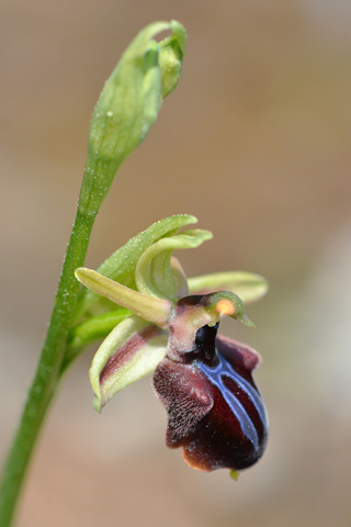 Ophrys doerfleri