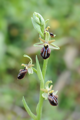 Ophrys doerfleri