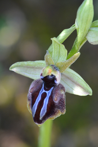 Ophrys doerfleri