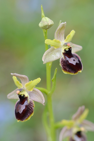 Ophrys araneola x drumana