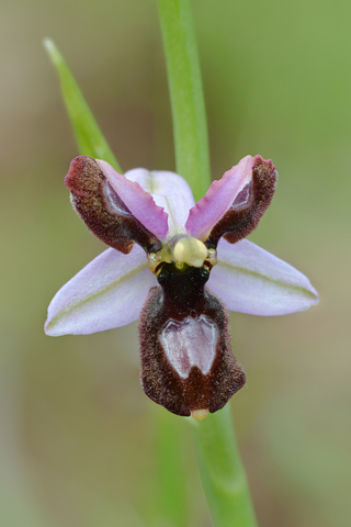 Ophrys drumana