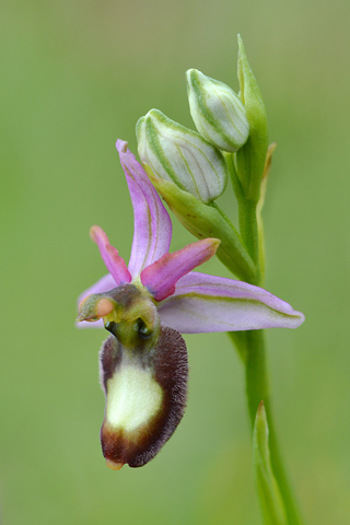 Ophrys drumana