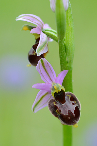 Ophrys drumana x fuciflora