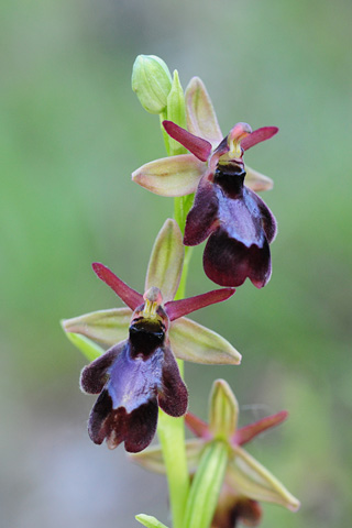 Ophrys drumana x insectifera